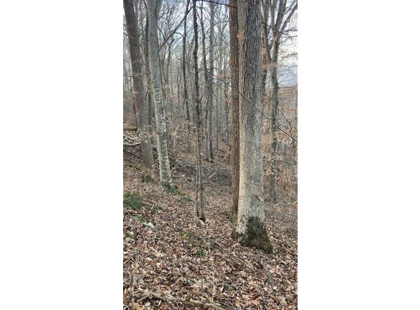 Salt Lick Road, Burkesville, KY 42717