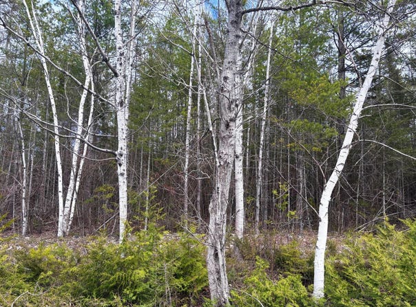 Kauffman Road lot: 249, Presque Isle, MI 49777