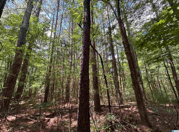 0 COUNTY ROAD 42, ONEONTA, AL 35121