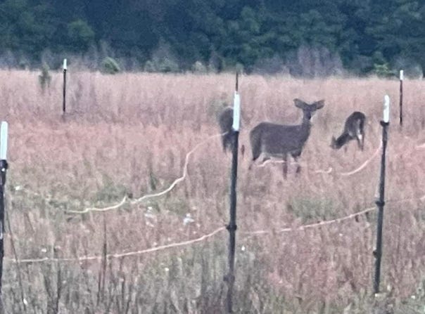 Tbd Cecil Road, Manning, SC 29102