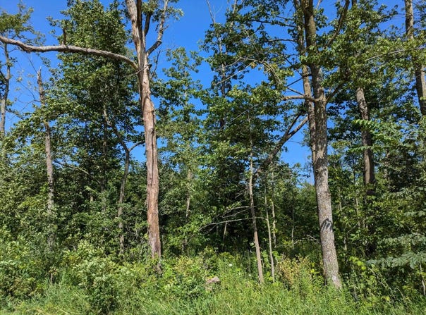 Timber Road, Calmar, IA 52132