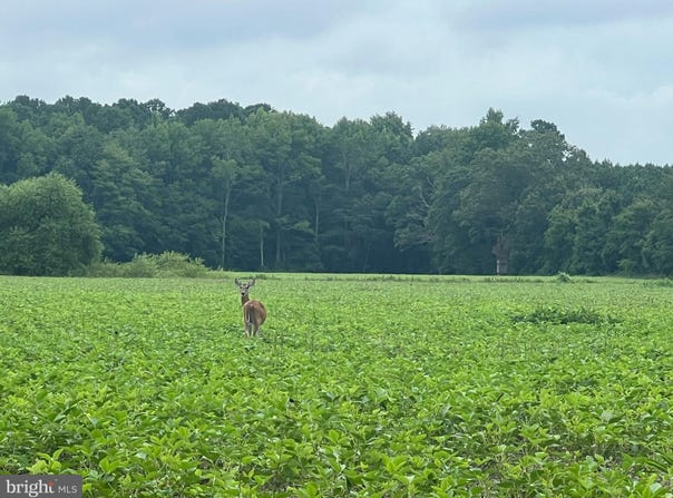 BIVALVE LODGE ROAD, BIVALVE, MD 21814