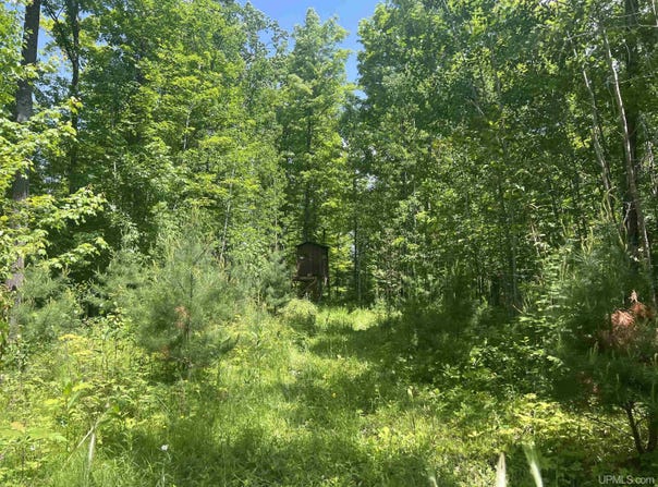 TBD 40 Acres Wilderness, Crystal Falls, MI 49920