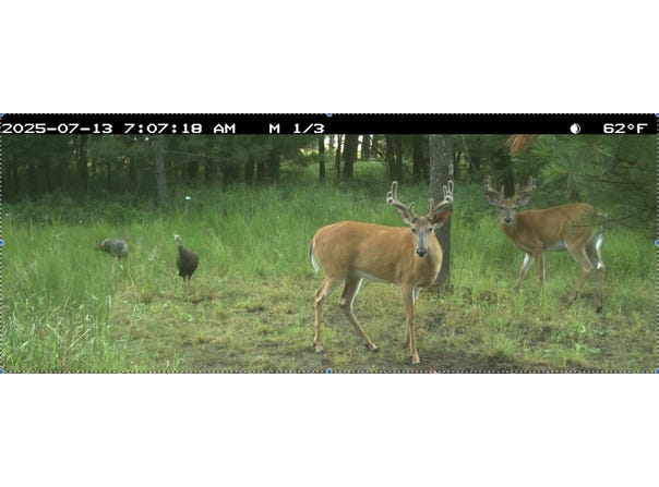STATE HIGHWAY 153 EAST, BEVENT, WI 54440