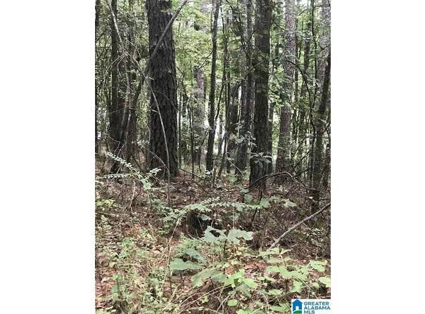 LAKESIDE LANE, ALPINE, AL 35014