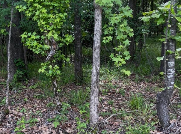 5147 S Hwy 51, Hernando, MS 38632