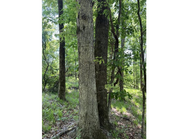 00 County Road 83, McCarley, MS 38943