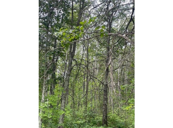 Lot 2 Patriot Ave, Pequot Lakes, MN 56472