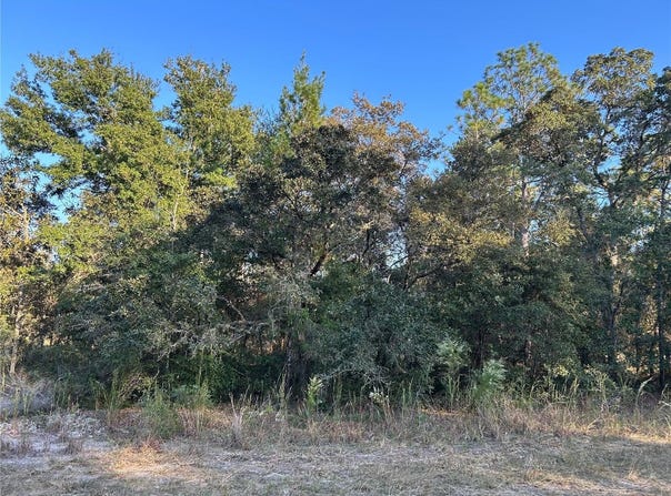 NE 148 Terrace, WILLISTON, FL 32696