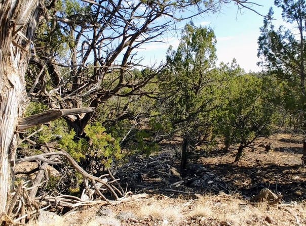 1849 Rocky Bottom Place, Show Low, AZ 85901