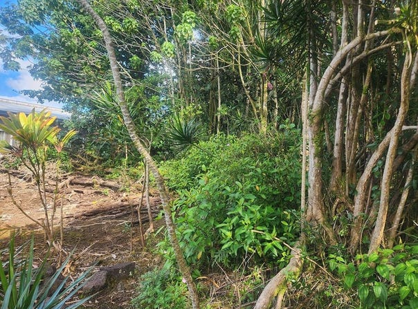 Pahoa, HI 96778