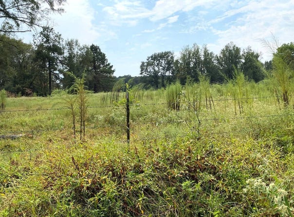 317 HIGH ST, Winthrop, AR 71866