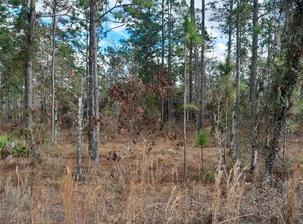NE 150TH Avenue, WILLISTON, FL 32696