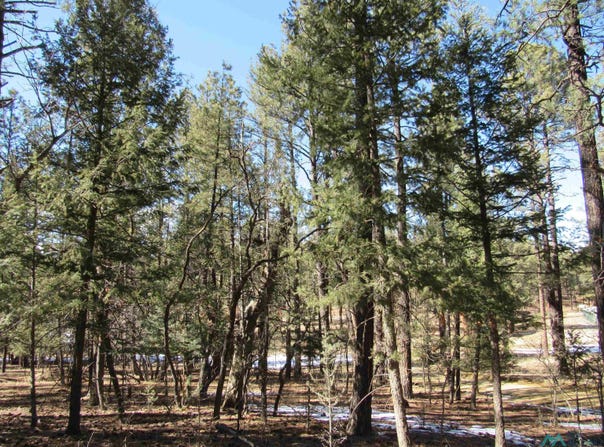 44 W Forest Dr Road, Rociada, NM 87742