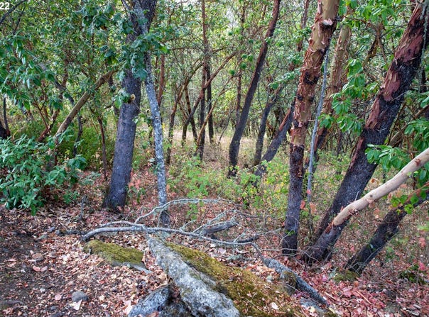 0 NORTH CT, Riddle, OR 97469