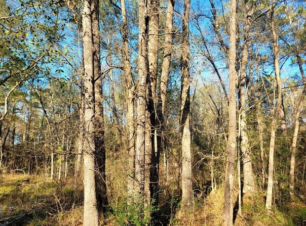 PID# 36299 County Road 828, Vidor, TX 77662