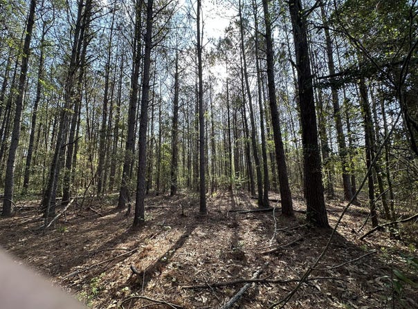 33.66+/-AC Snyder Avenue, AL