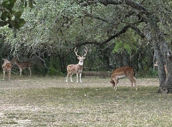 305 CR 305, Beeville, TX 78102