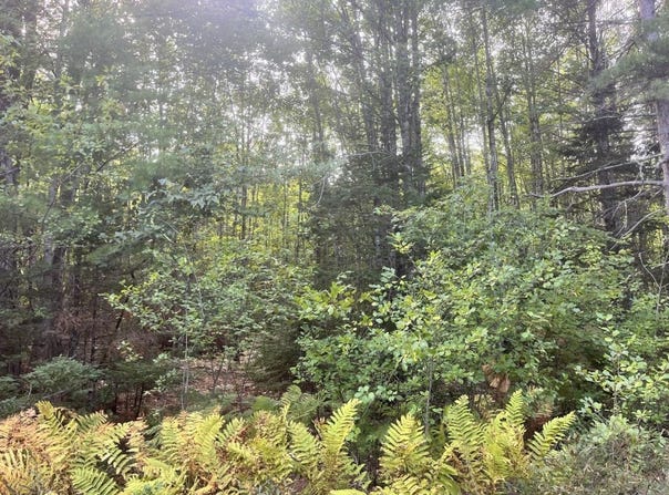 009 Morgan Bay Road, Surry, ME 04684