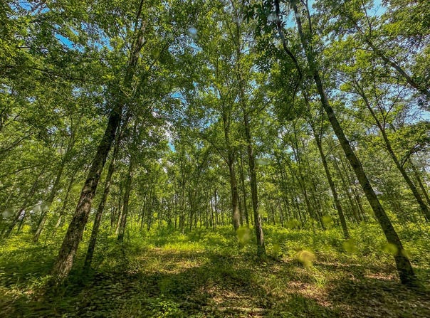 0 Peach Orchard Road, Brent, AL 35034