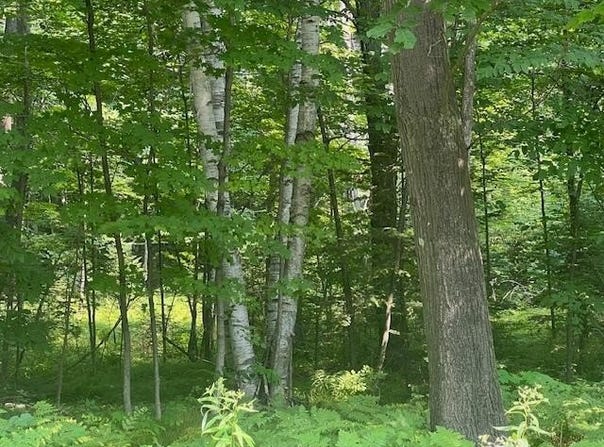 On HWY 55, Pearson, WI 54462