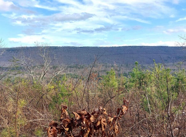 40.21 Acres County Road 239, Valley Head, AL 35989