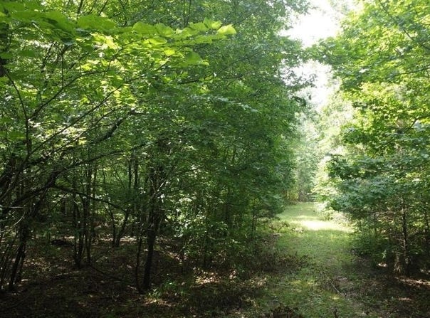 Markerville Road, Story, AR 71970-9999