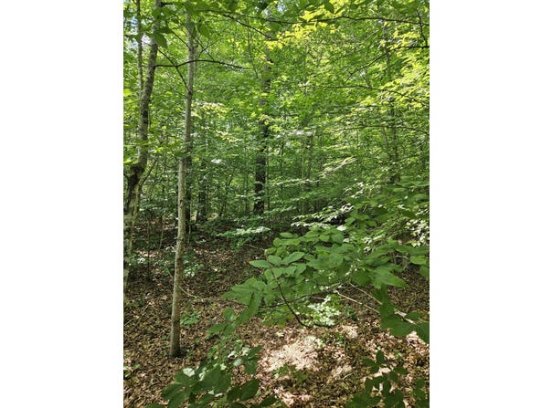 000 Hites Creek, Middleburg, KY 42541