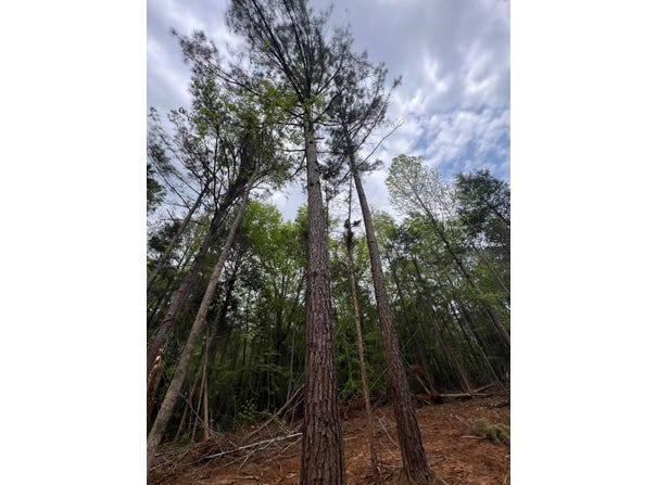 Hwy. 25 Hwy. 25, Greensboro, AL 36744