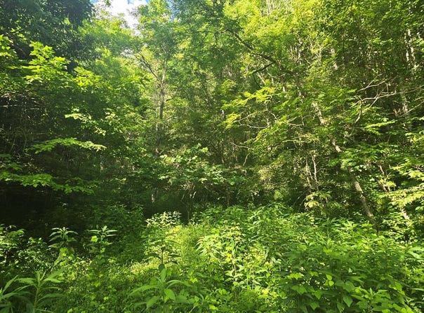 Tbd Dryfork Road, North Tazewell, VA 24630