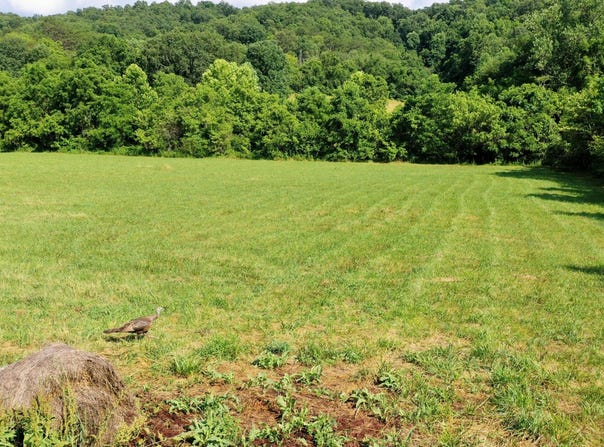 350 N VFW Road, Bulls Gap, TN 37711
