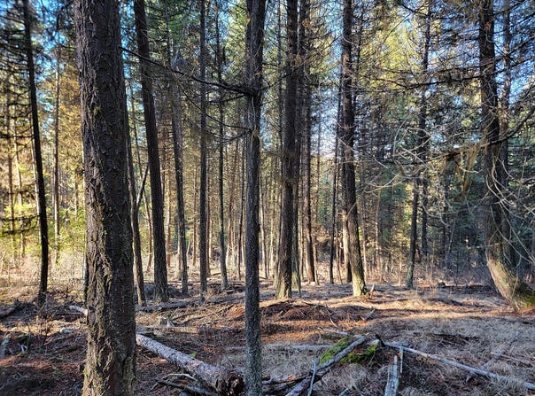 TBD LUNDIMO MEADOW RD, CURLEW, WA 99118