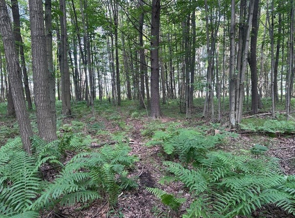 HEISE Road, SURING, WI 54174