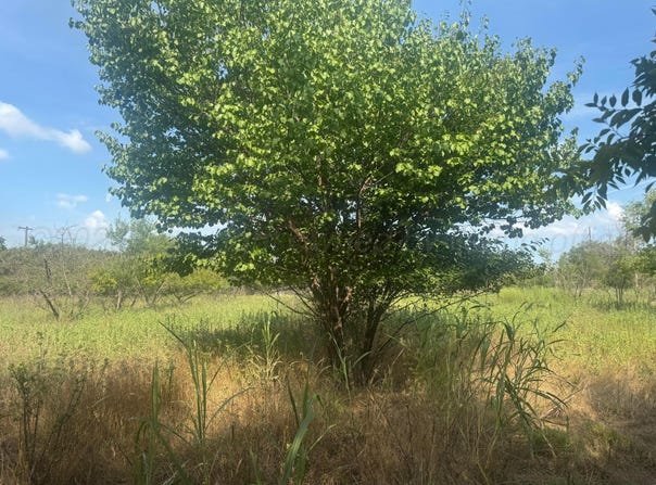 S Choctaw St, Shamrock, TX 79079