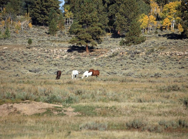 Tbd Divide Road, Whitewater, CO 81527