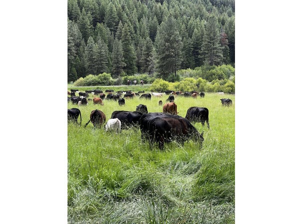 USFS 36 Road, Mount Vernon, OR 97865