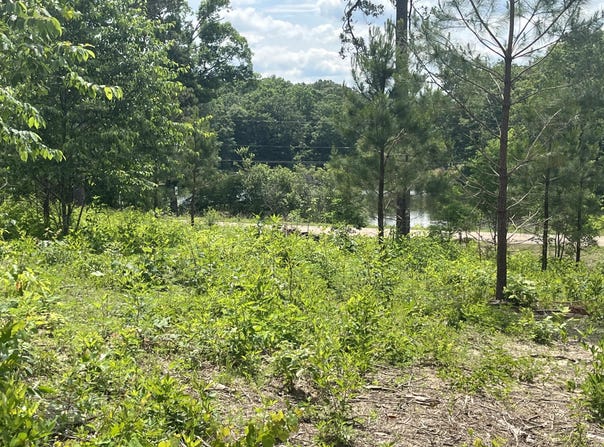 RIPLEY Rd, Carbon Hill, AL 35549