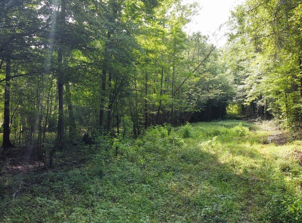 0 Fivel Rd, Ridgeville, SC 29472