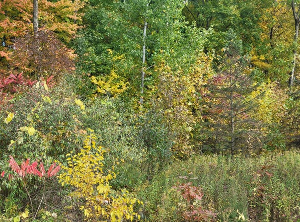 74066 Ridgeway Drive, Lawton, MI 49065