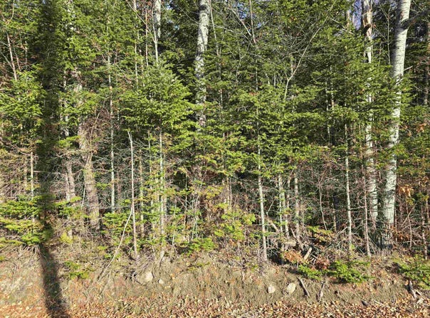 Hawkins Road, Dummer, NH 03588