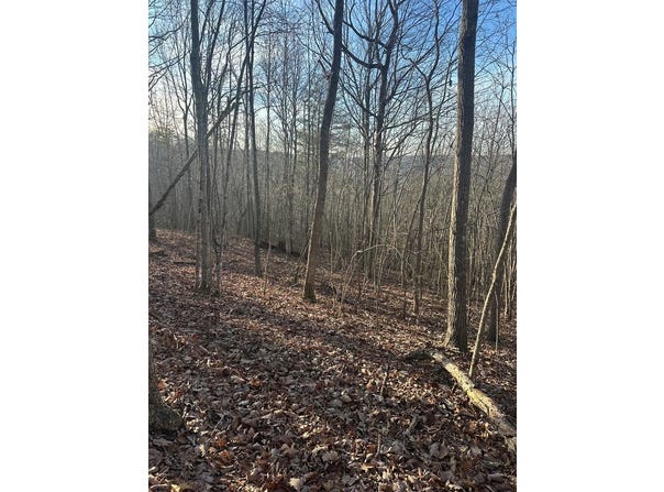 Purple Iris lot: 278, Wilder, TN 38589