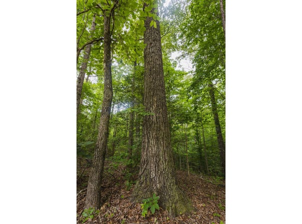 59.61+/- Acres County Road 51, Greensboro, AL 36744
