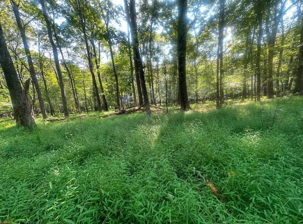 Anemone Lane lot: 163, Terra Alta, WV 26764