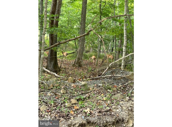 Lot 7 FOXES HOLLOW RD, ROMNEY, WV 26757