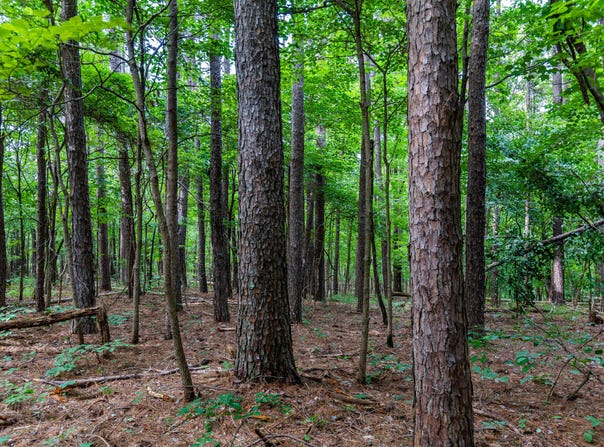 County Road 1990, Willow Springs, MO 65793