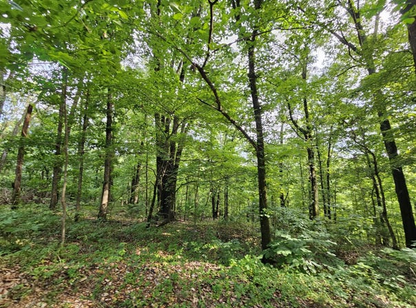 20 Ac Jesse James Road, Pineville, MO 64856