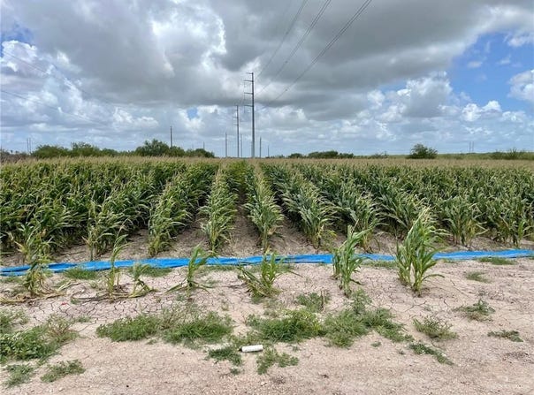 N Gonzalez Road N, Progreso, TX 78579