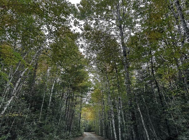 Lot 11-1 Carry Ridge Road, Northfield, ME 04686