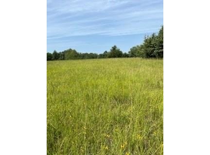 0 An County Road 2610, TENNESSEE COLONY, TX 75861