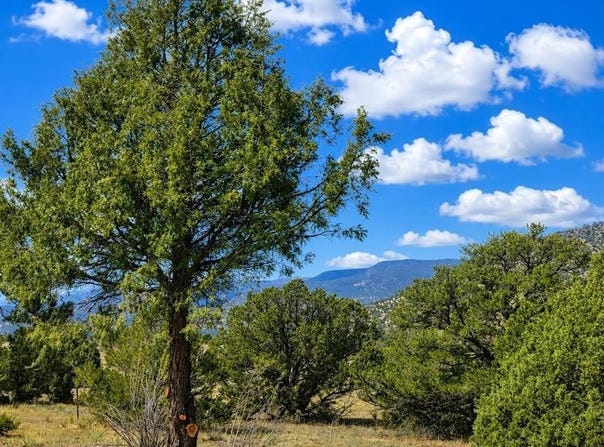 4055 Bear Creek Circle, South Fork, CO 81154